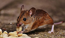 24 Hour & Emergency Exterminators in Galt, IL